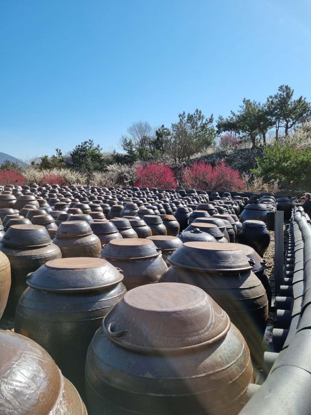 광양매화축제 당일