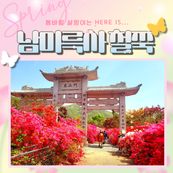 남미륵사철쭉 당일