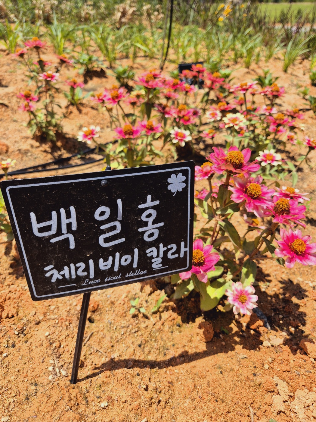 고창라벤더축제 당일여행