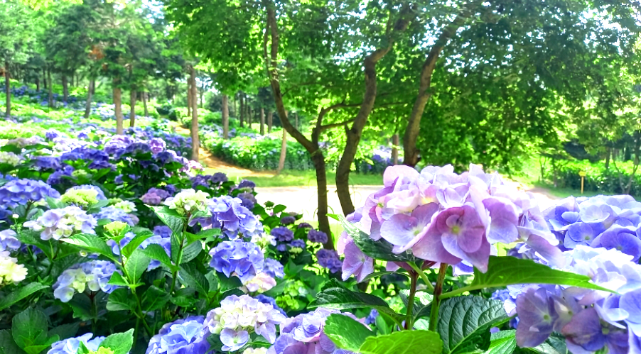 보성수국꽃 윤제림 당일여행