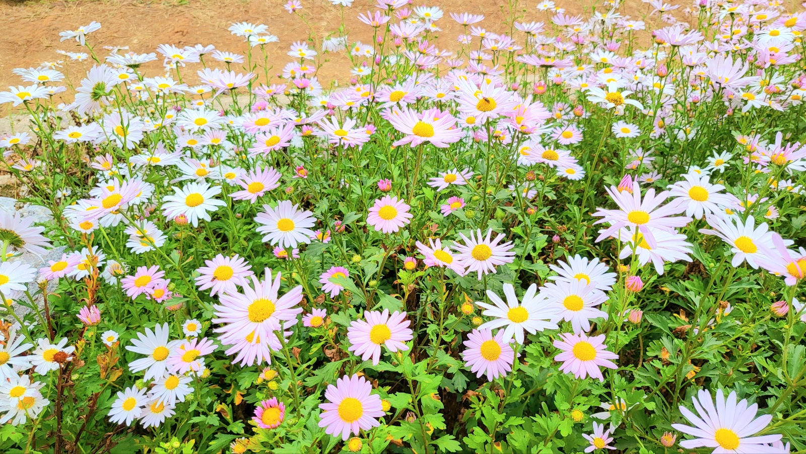 정읍 구절초축제 당일