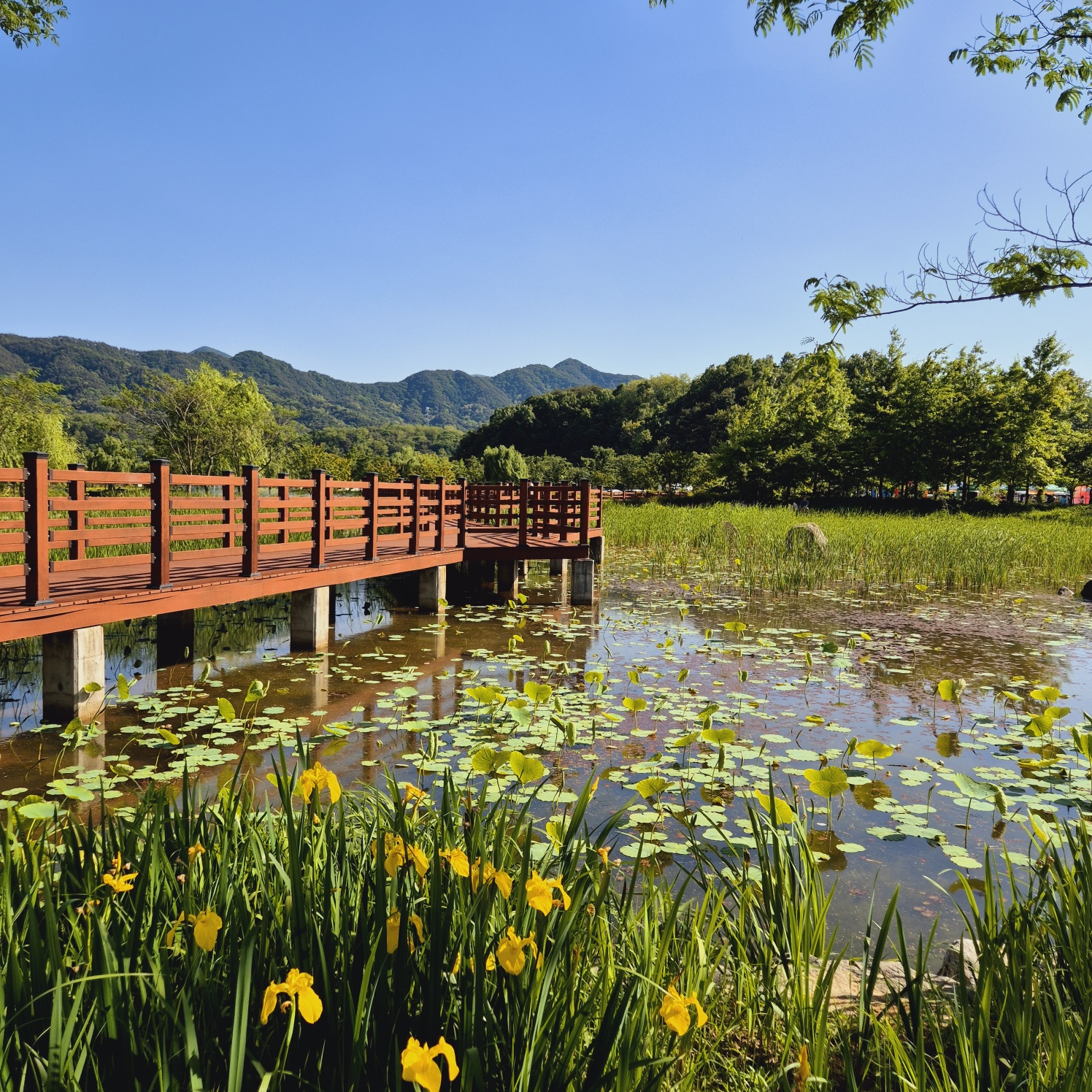 창포원+수승대출렁다리 당일여행
