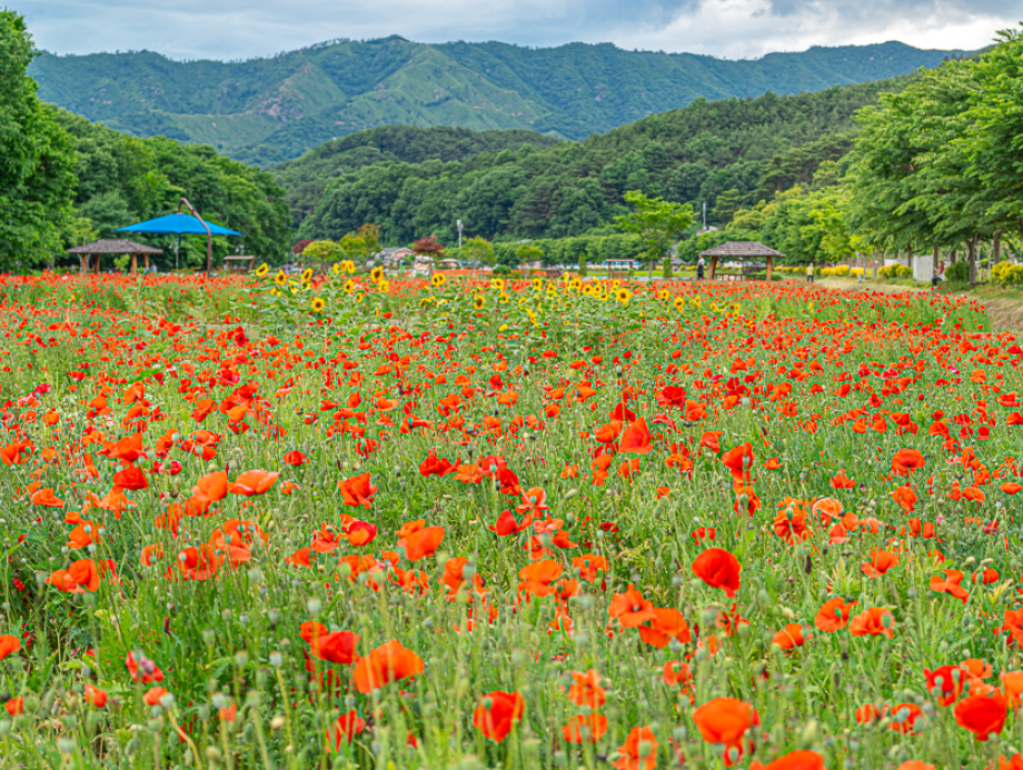 수승대출렁다리+함양상림공원
