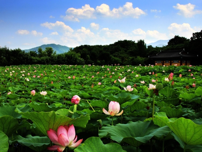 수승대출렁다리+함양상림공원