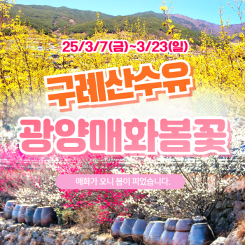광양매화+구례산수유축제 당일여행