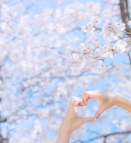 🧡하동벚꽃+케이블카당일💛