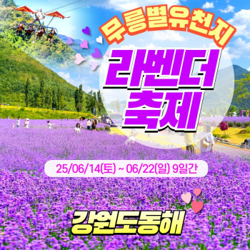 🧡무릉별유천지 라벤더축제 당일💛