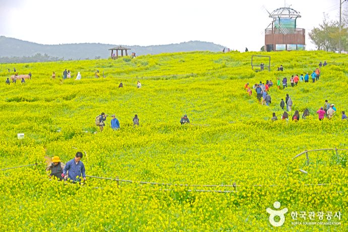 고창청보리축제 당일여행
