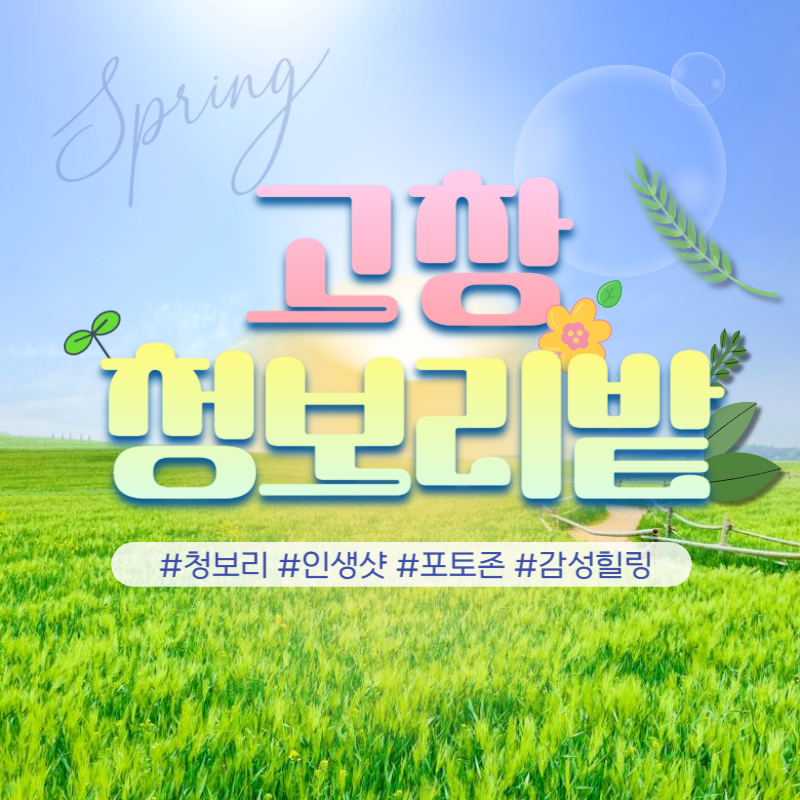 고창청보리축제 당일여행