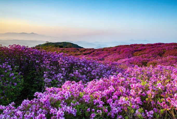 황매산철쭉축제 당일여행