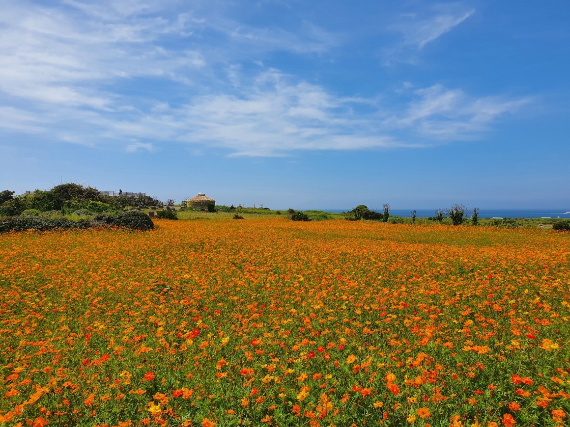💛💚제주도당일여행🧡💜