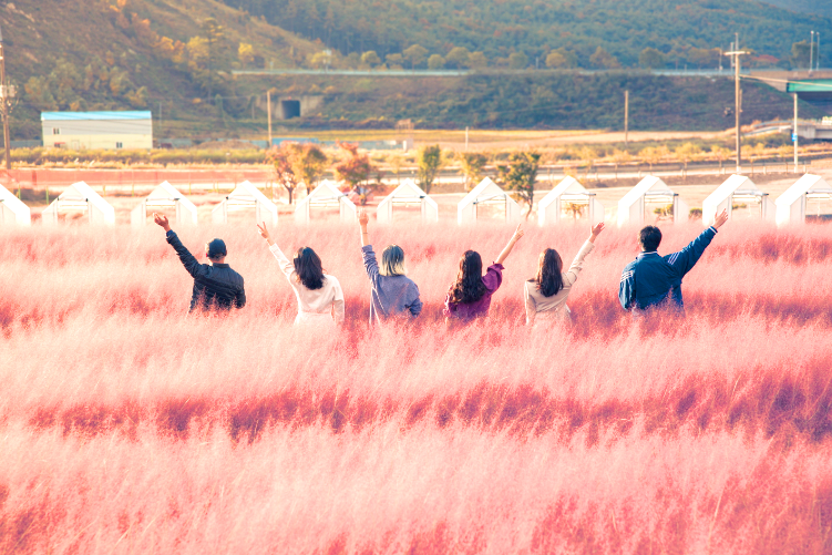 고창 핑크뮬리+선운사 당일