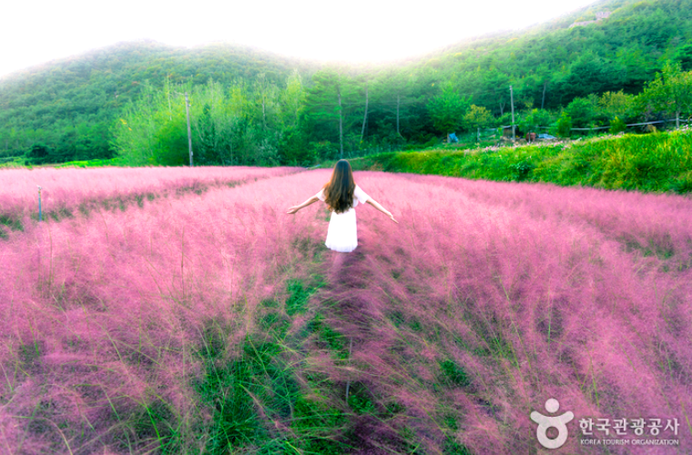고창 핑크뮬리+선운사 당일
