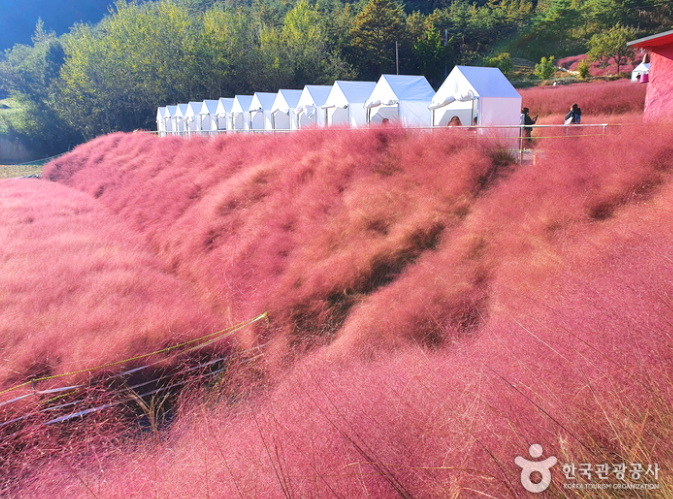 고창 핑크뮬리+선운사 당일