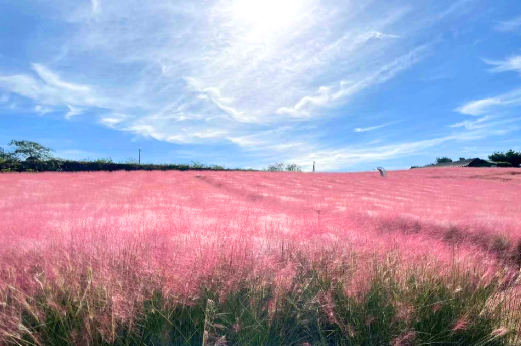고창 핑크뮬리+선운사 당일