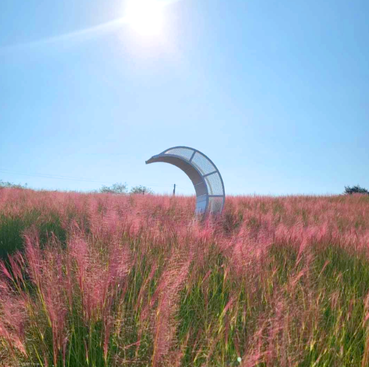 고창 핑크뮬리+선운사 당일