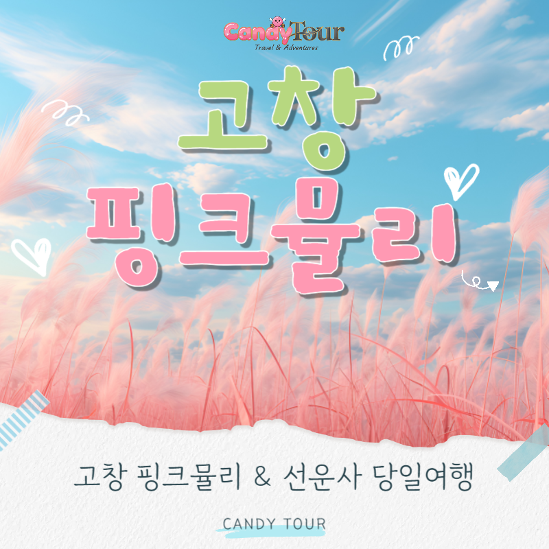 고창 핑크뮬리+선운사 당일