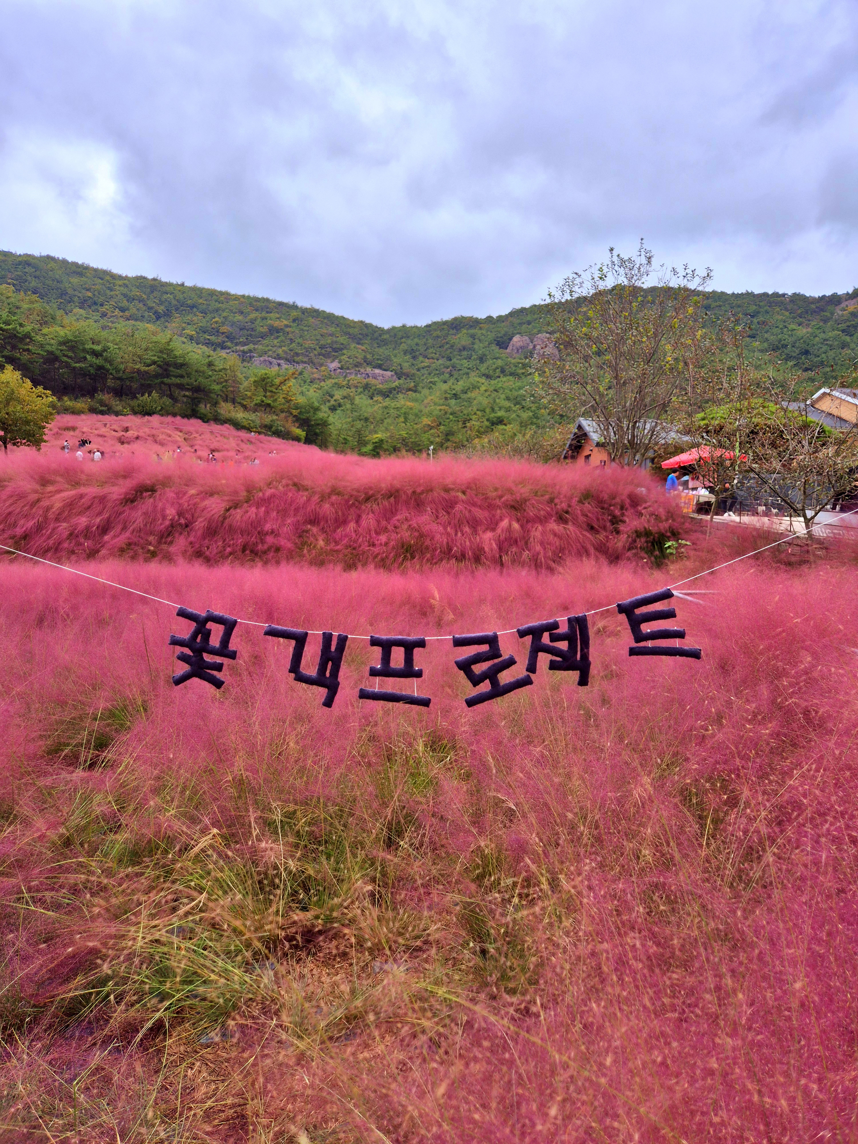 고창 핑크뮬리+선운사 당일