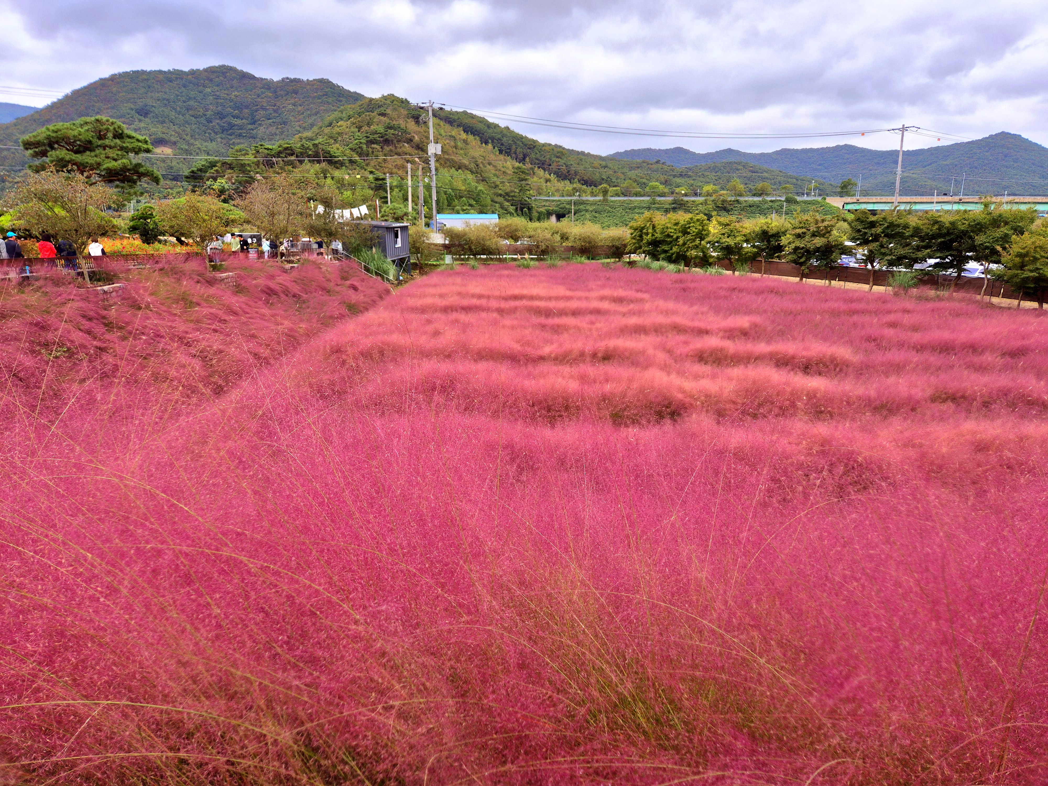 고창 핑크뮬리+선운사 당일