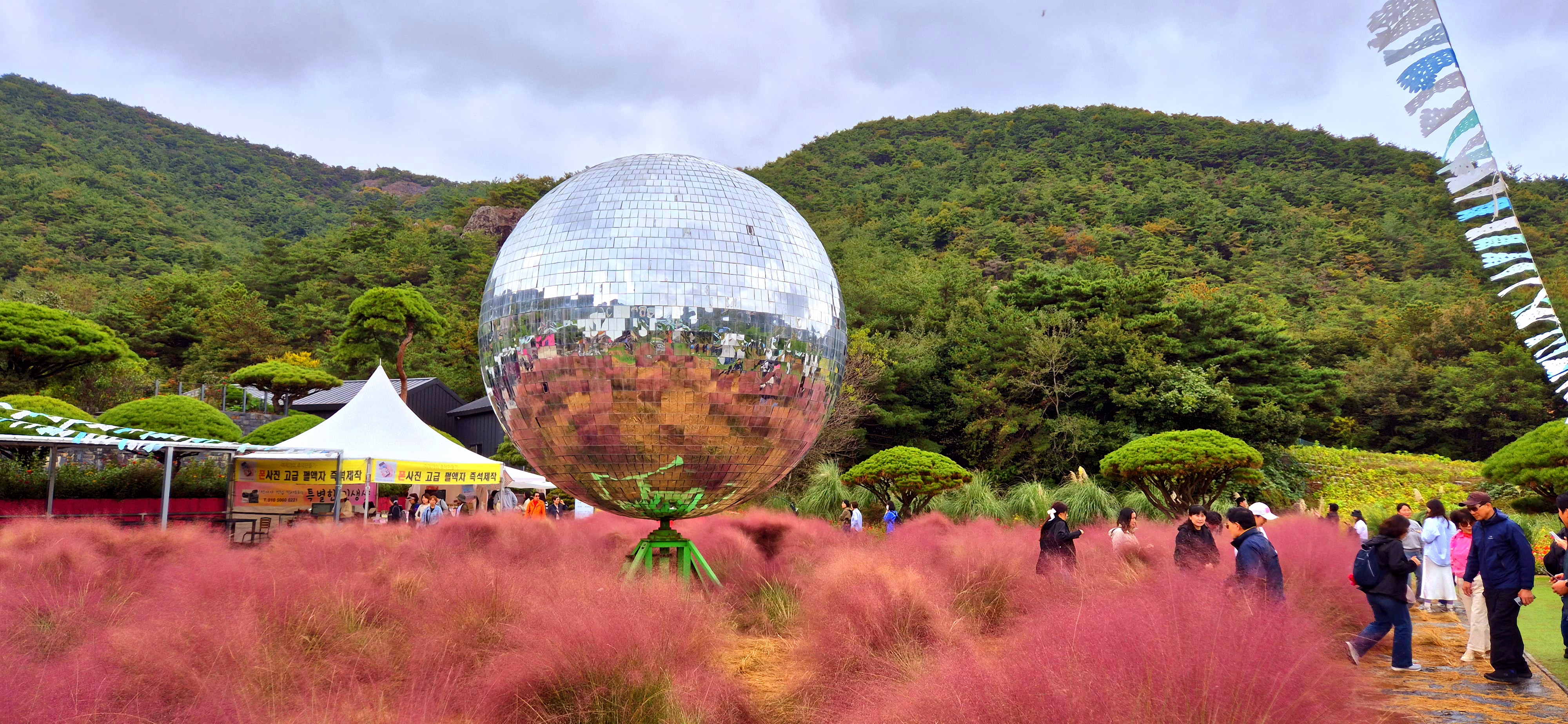고창 핑크뮬리+선운사 당일