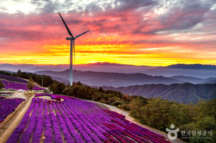 거창 감악산 아스타 국화축제 당일