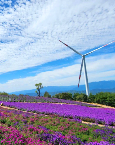 거창 감악산 아스타 국화축제 당일