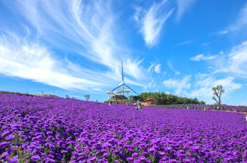 거창 감악산 아스타 국화축제 당일