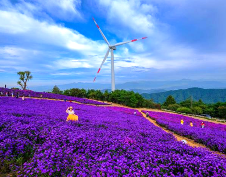 거창 감악산 아스타 국화축제 당일