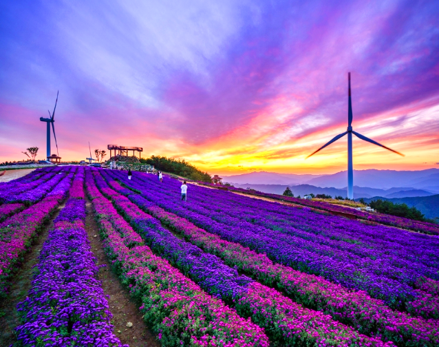 거창 감악산 아스타 국화축제 당일