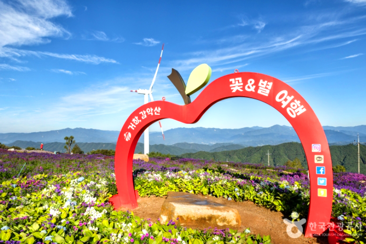 거창 감악산 아스타 국화축제 당일