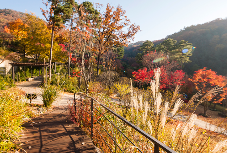 곤지암화담숲 단풍당일