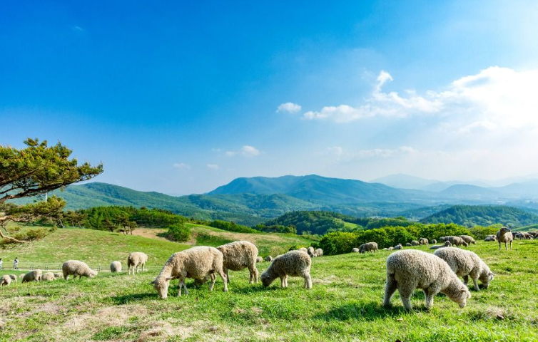 👑동해+강릉+대관령 1박2일👑