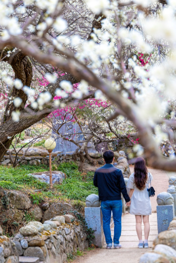 광양매화+구례산수유축제 당일여행