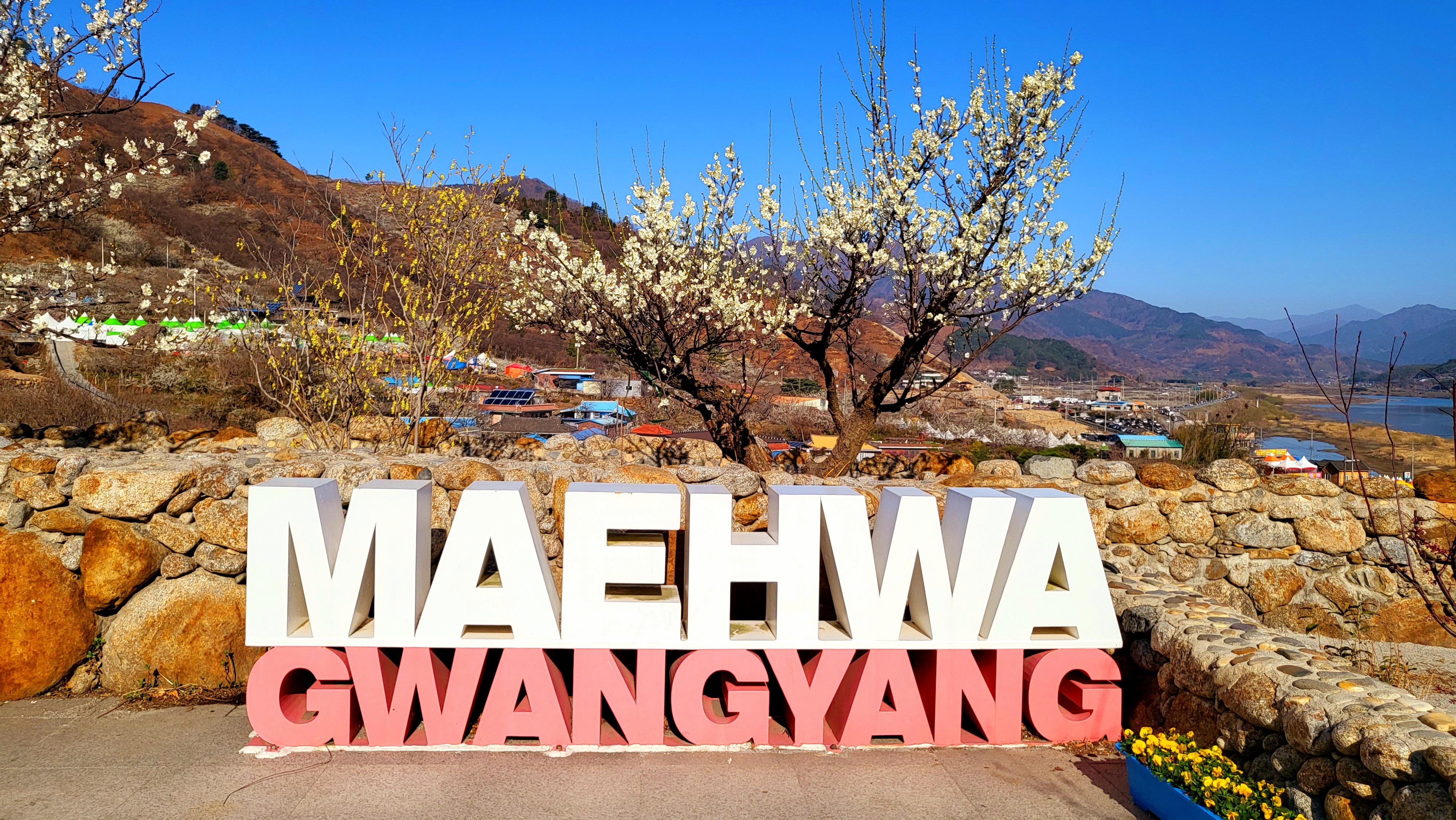 광양매화+구례산수유축제 당일여행