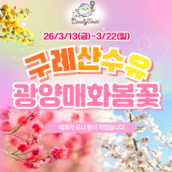 광양매화+구례산수유축제 당일여행