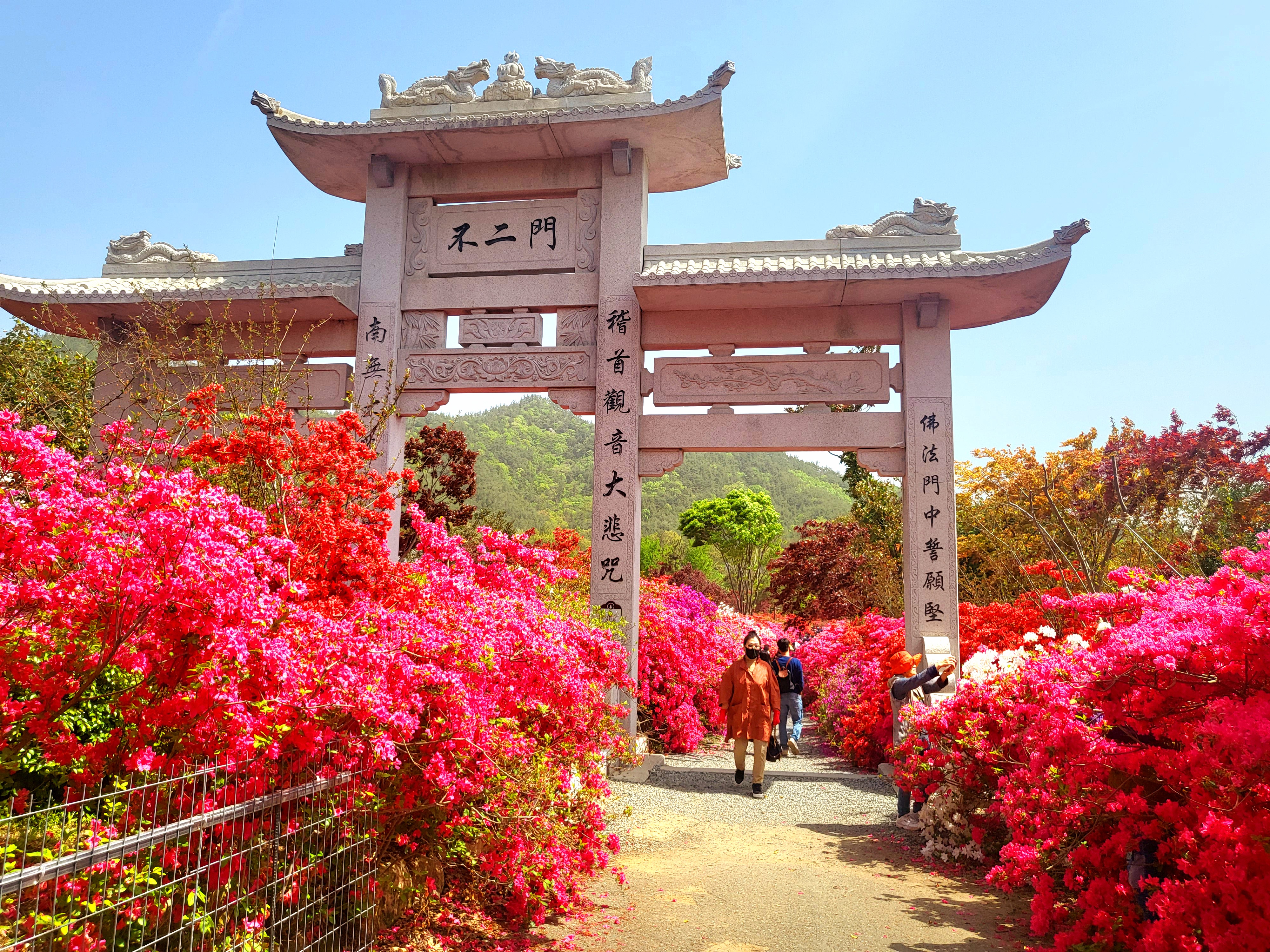 남미륵사 서부해당화 봄꽃축제