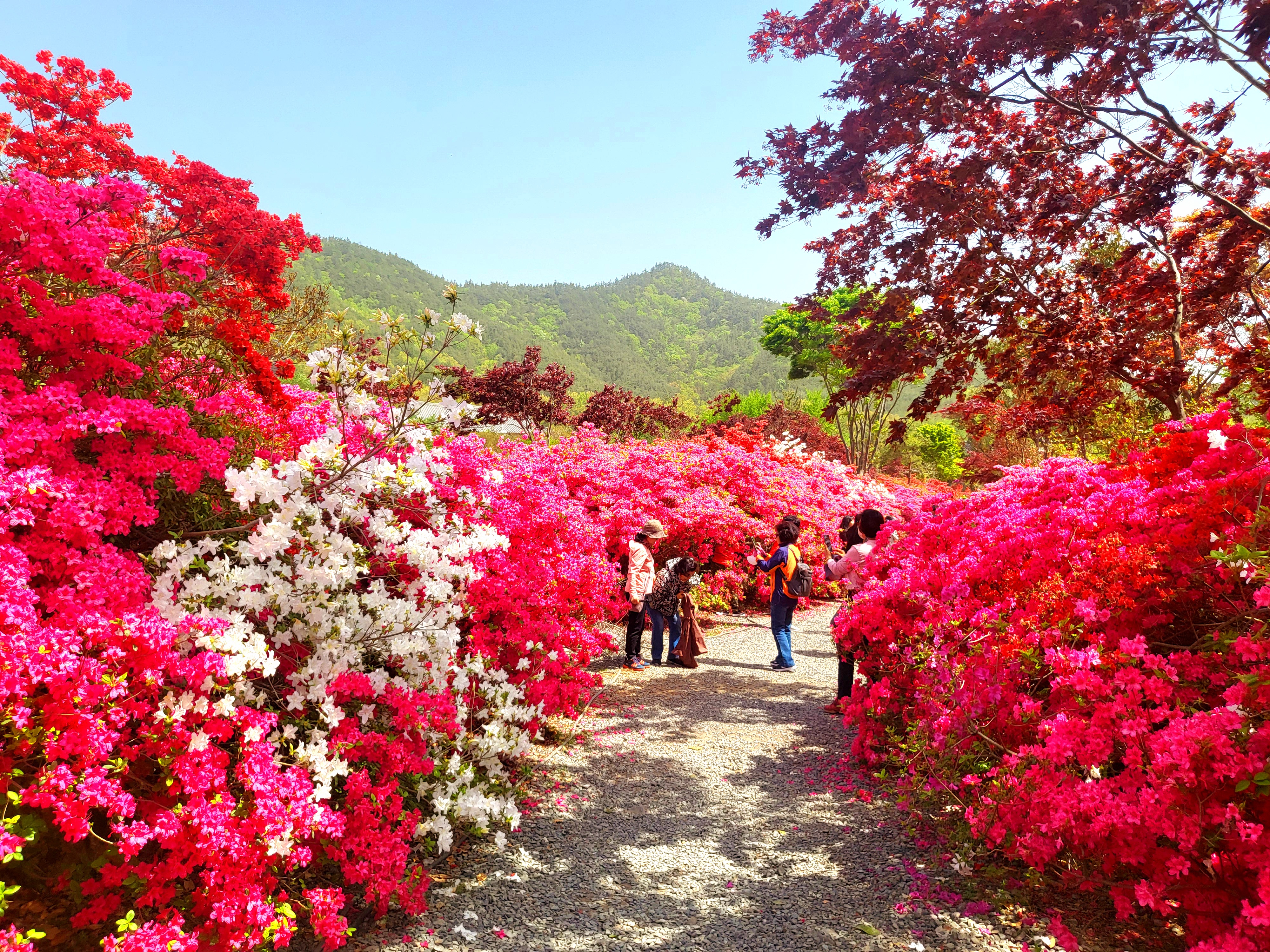 남미륵사 서부해당화 봄꽃축제