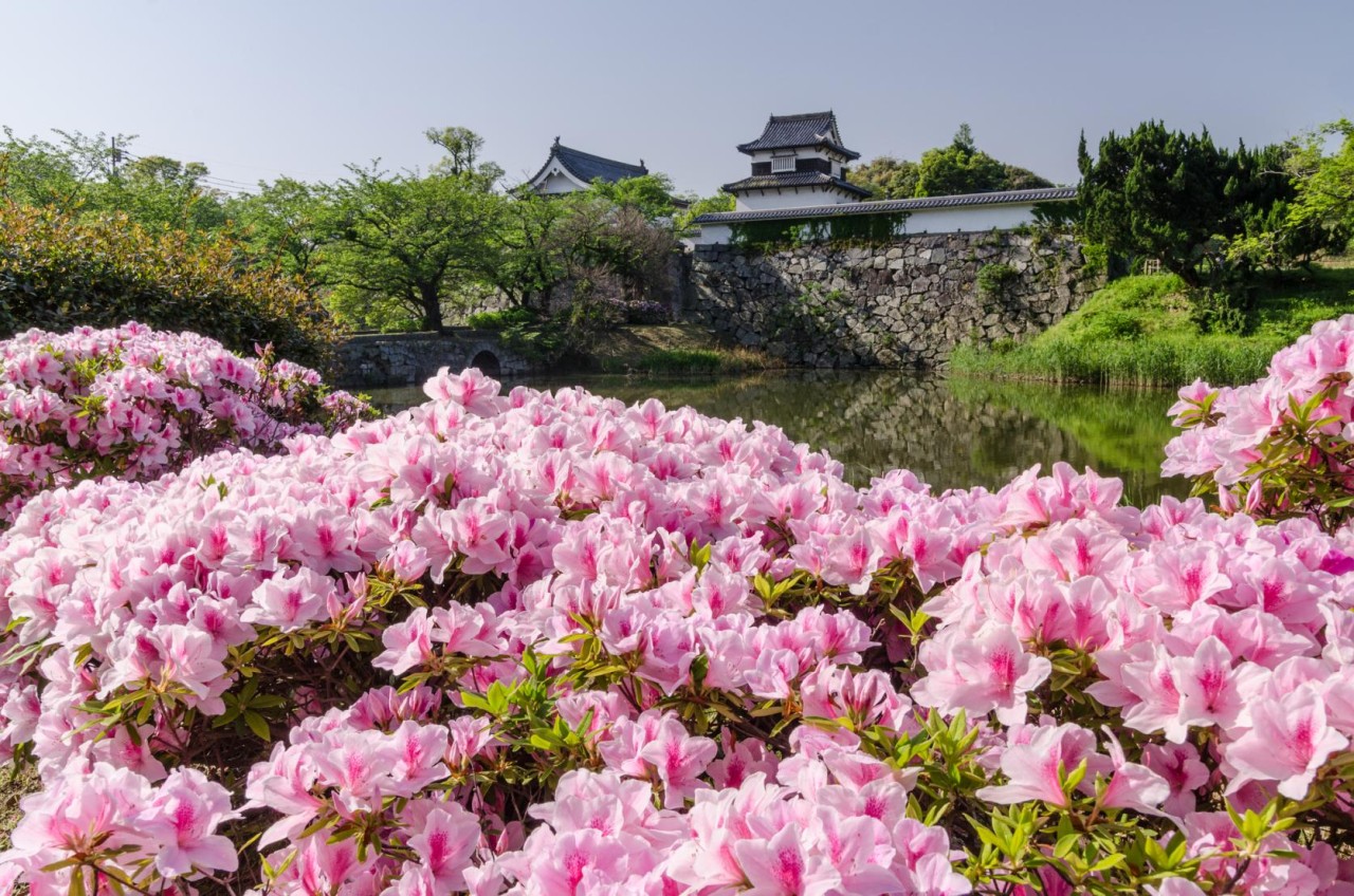 카멜리아 타고 떠나는 후쿠오카 벚꽃여행 2박3일