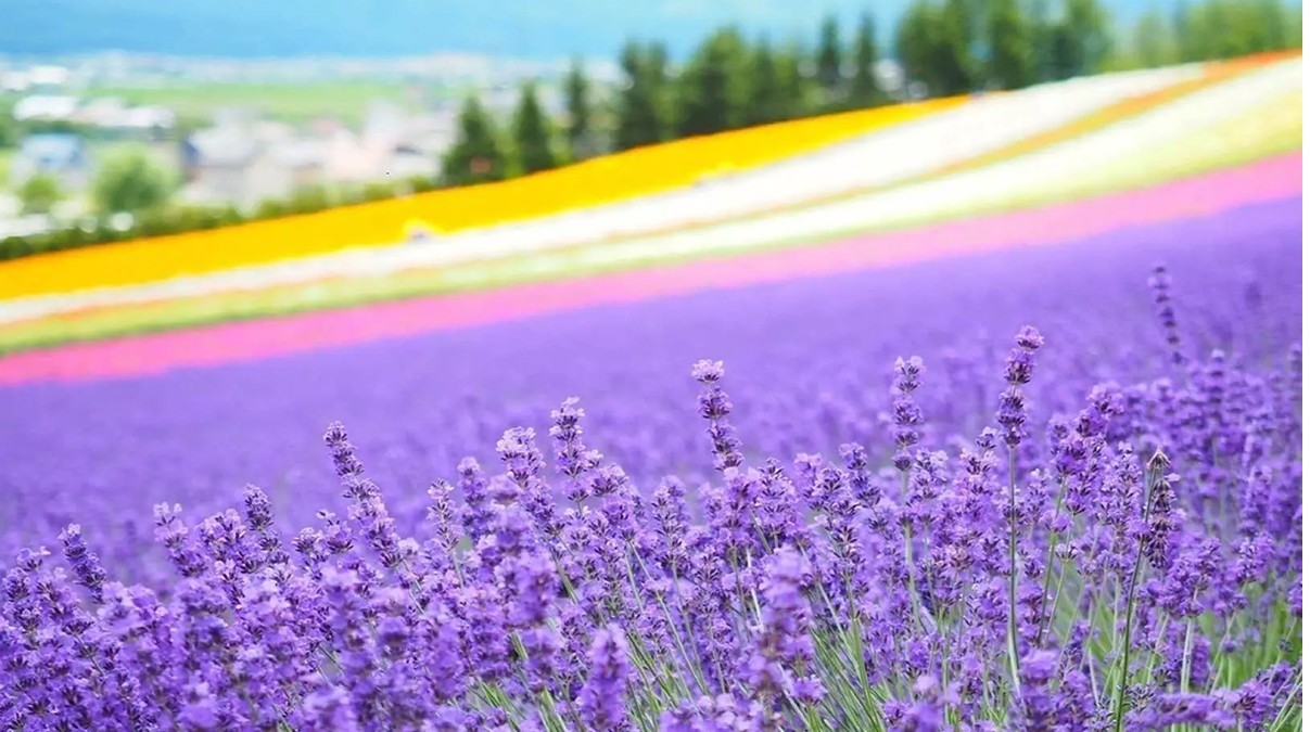 [부산출발] 북해도 품격비에이 3박4일 해외여행 가볼만한곳