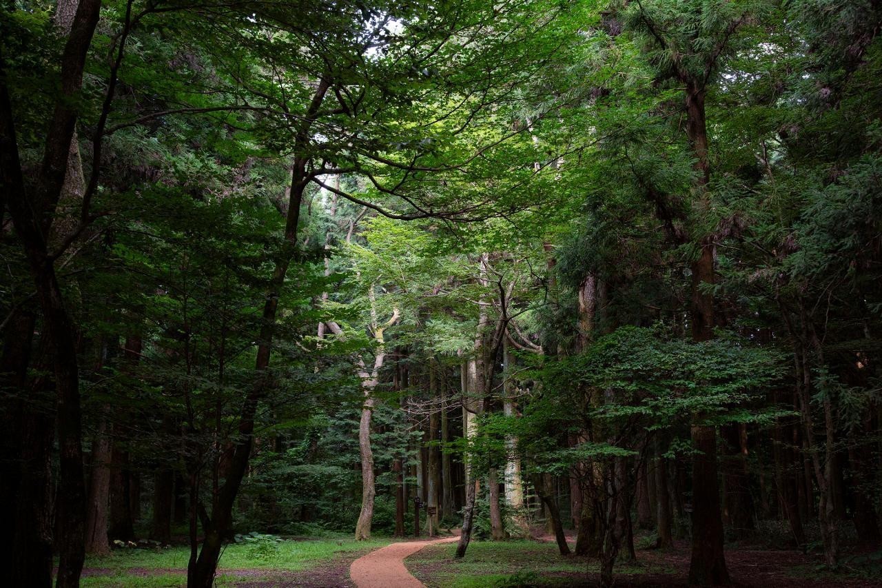 봄 제주도 + 가파도 청보리 3박4일 석-조 패키지 국내여행