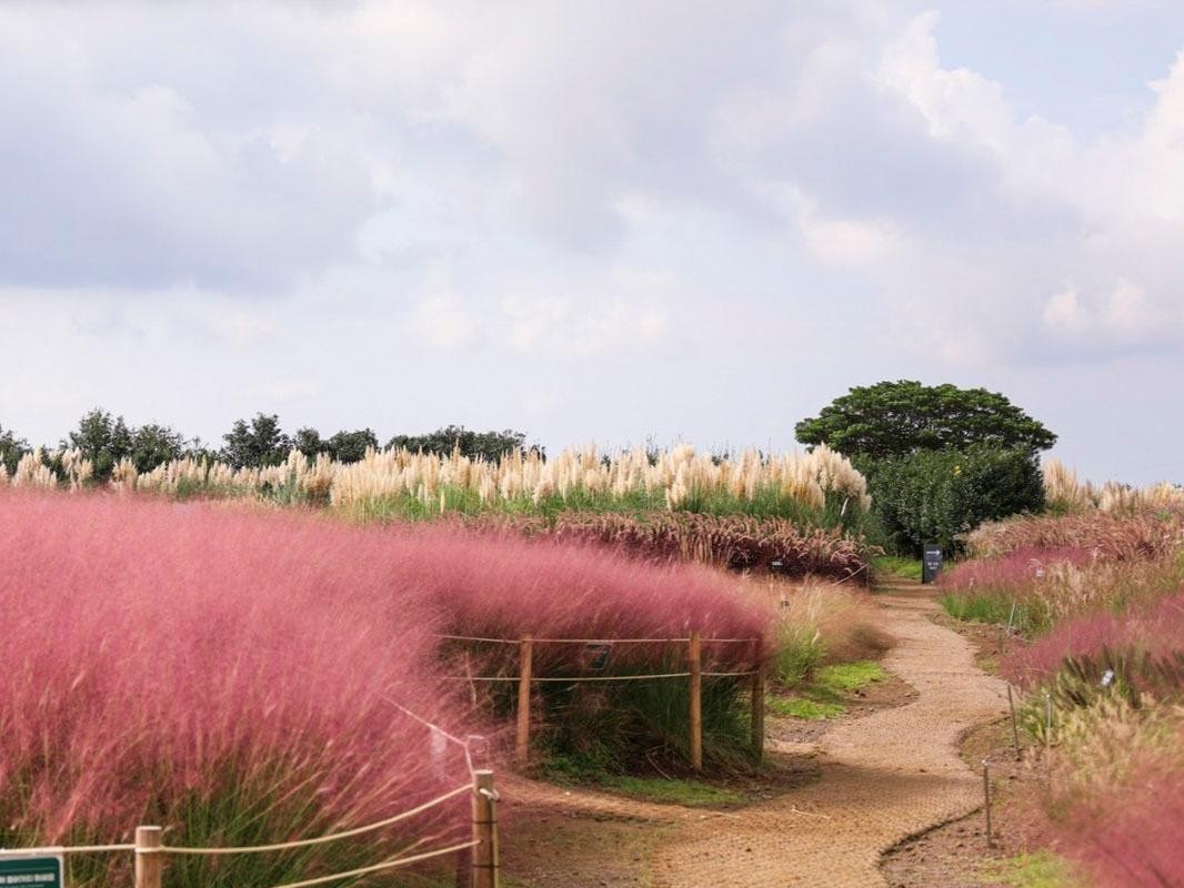 봄 제주도 + 가파도 청보리 3박4일 석-조 패키지 국내여행