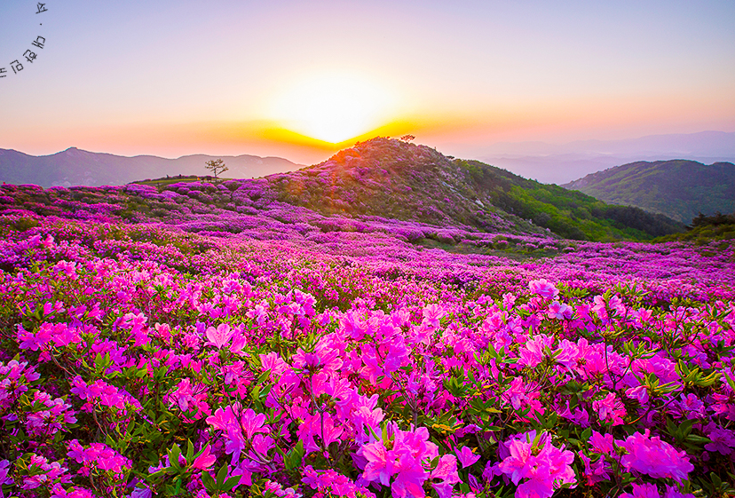 황매산철쭉축제 당일여행