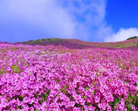 황매산철쭉축제 당일여행