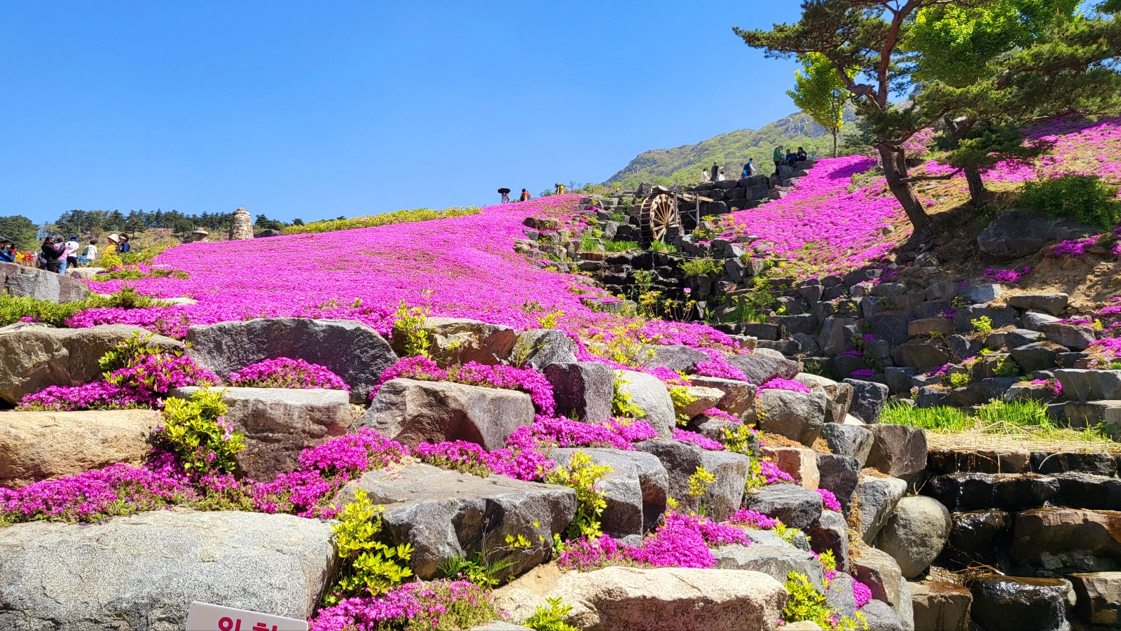 황매산철쭉축제 당일여행