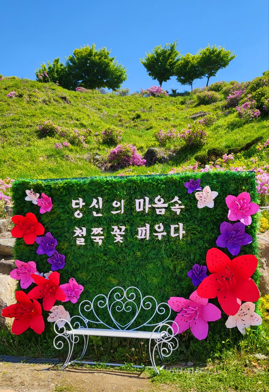 황매산철쭉축제 당일여행