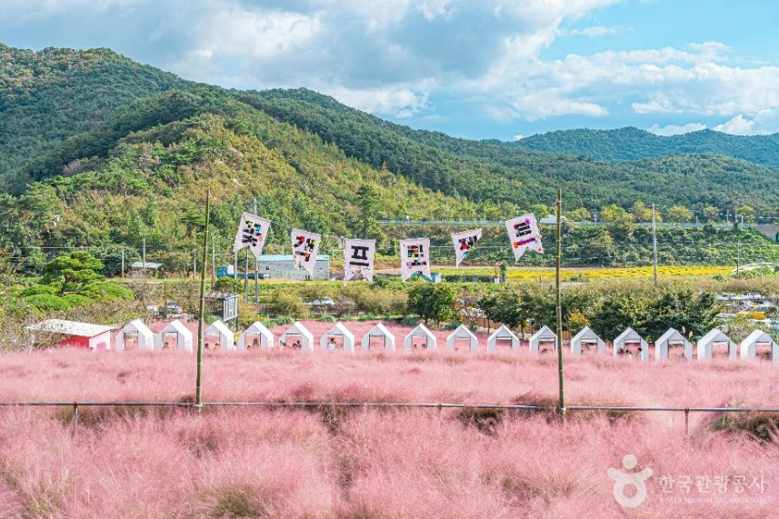 캔디여행사[부산출발]고창 핑크뮬리축제+선운사 단풍여행 당일치기 버스투어 가볼만한곳 경남출발