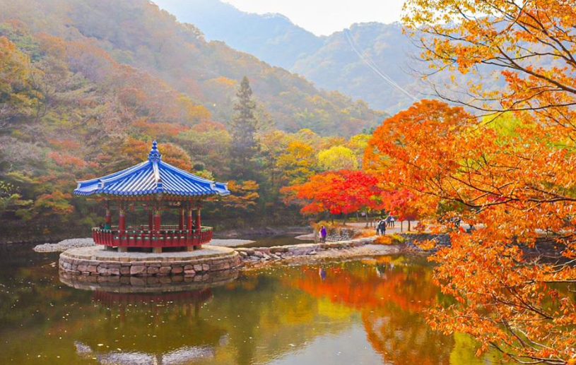 캔디여행사[부산출발]정읍 내장산 단풍 당일여행