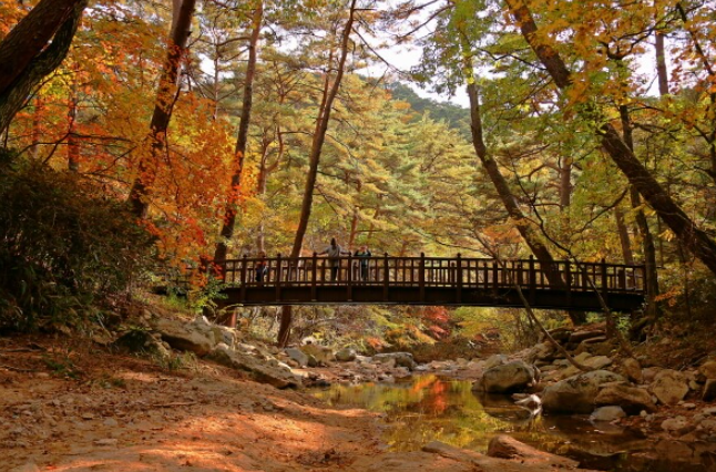 캔디여행사[부산출발]보은 속리산 세조길 단풍 당일여행