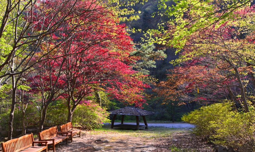 캔디여행사[부산출발]정읍 구절초축제+담양 가마골 단풍 당일여행