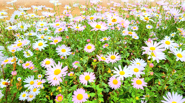 캔디여행사[부산출발]정읍 구절초축제+담양 가마골 단풍 당일여행